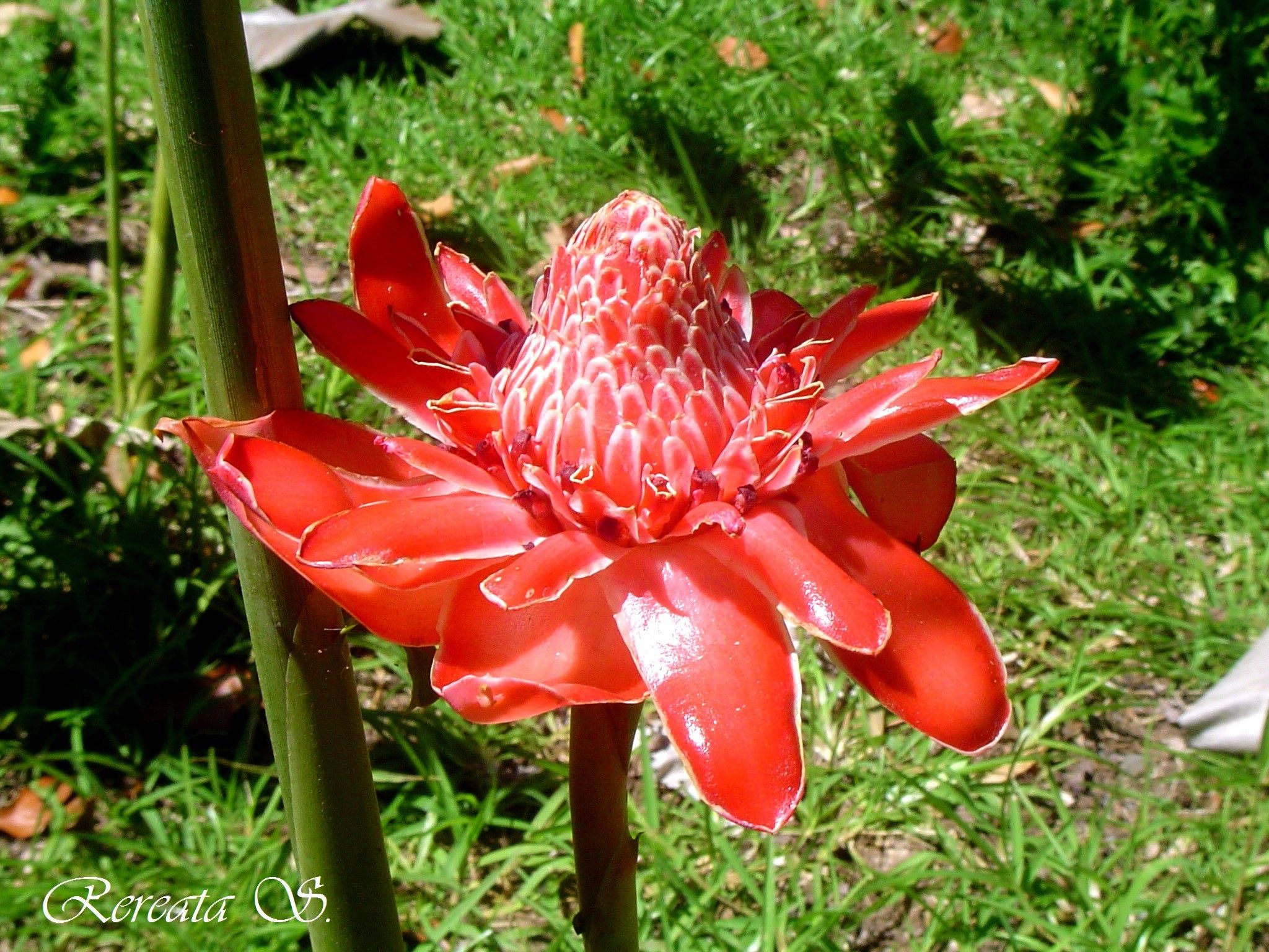 JARDIN BOTANIQUE 9.jpg