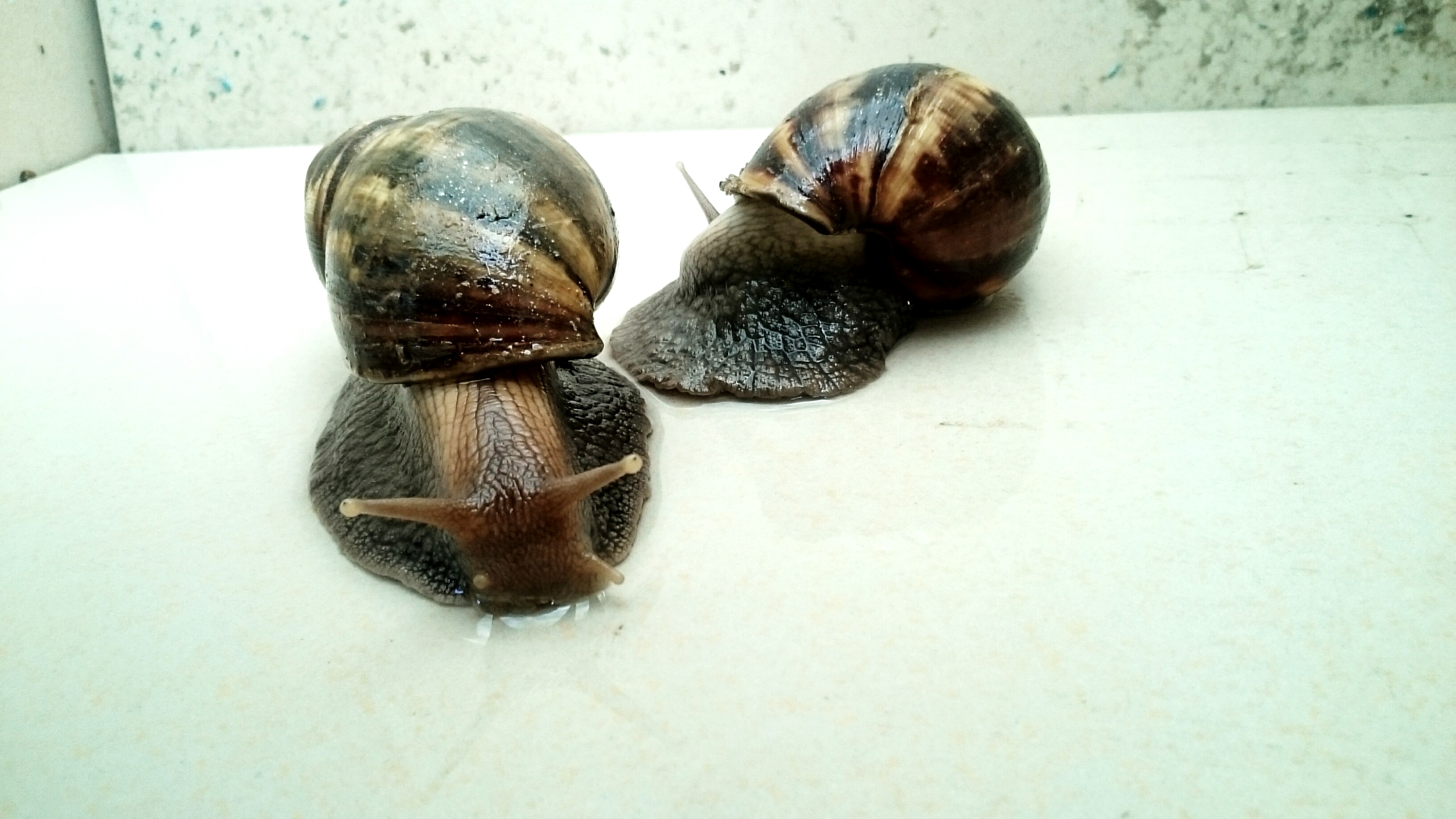 snail-lawozee-3.JPG