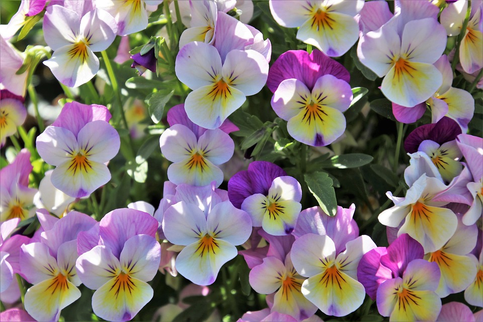 Full-Bloom-Colorful-Garden-Closeup-Pansies-Spring-3382833.jpg