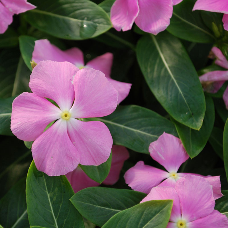 vinca-flower.jpg