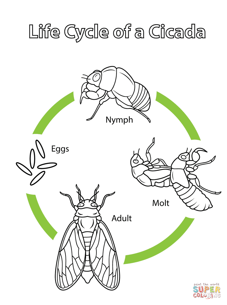 life-cycle-of-a-cicada-coloring-page.png