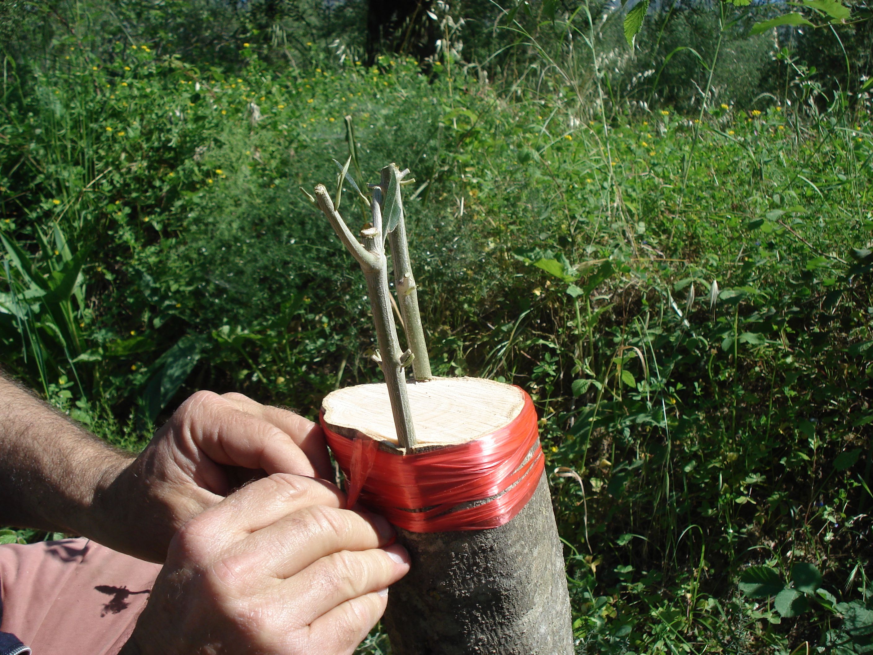 DSC01373.JPG