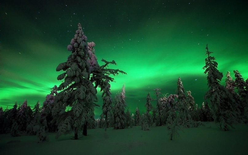 Northern Lights in the Forest, Yakutia, Russia.jpg