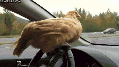 cars chicken critters driving gifs wait-a-second-chickens-cant-drive.gif