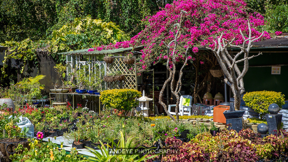 Vaneron-Garden-Center-Mauritius-5D3A9560.jpg