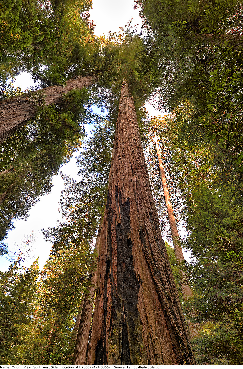 Высокое дерево в мире. Калифорнийская Секвойя Гиперион. Самое высокое дерево Секвойя Гиперион. Американская Секвойя Гиперион. Лауралин Секвойя.