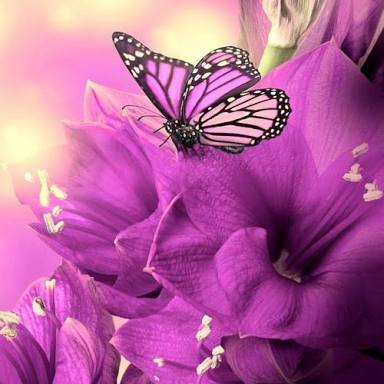 Butterfly Magic 3d Live Wallpaper For Android Shahzadhaneef Myfollow Me Steemit