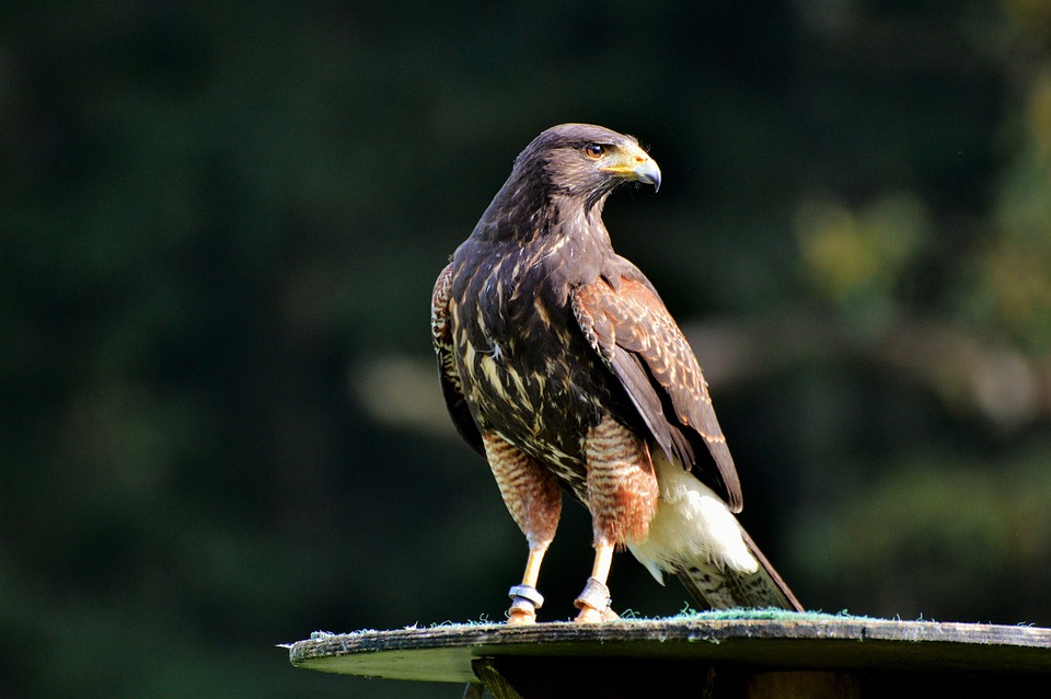 Peregrine Falcon Falcon Bird Of Prey Raptor Bird.jpg