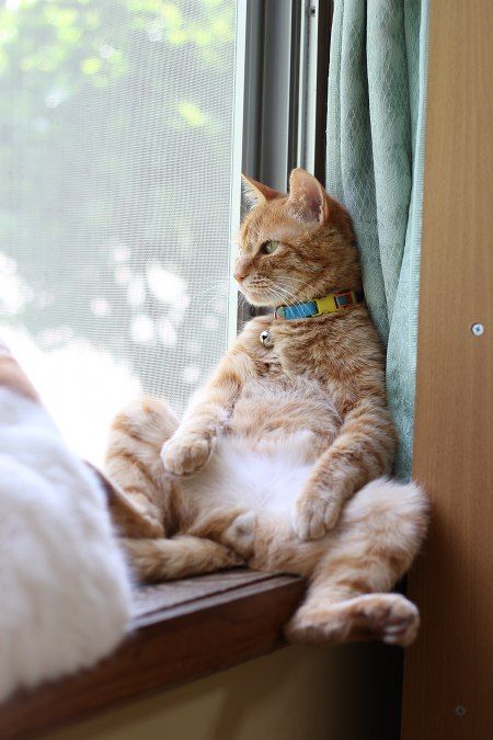 d5492c853b73c91de5b9fa4aeb9baa1f--deep-thoughts-lazy-cat.jpg