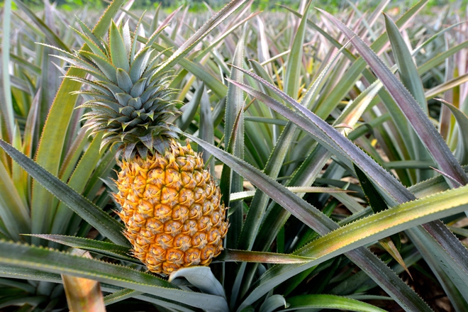 ananas-nasil-yenir-ananasin-faydalari-hakkinda-bilgi-2.jpg