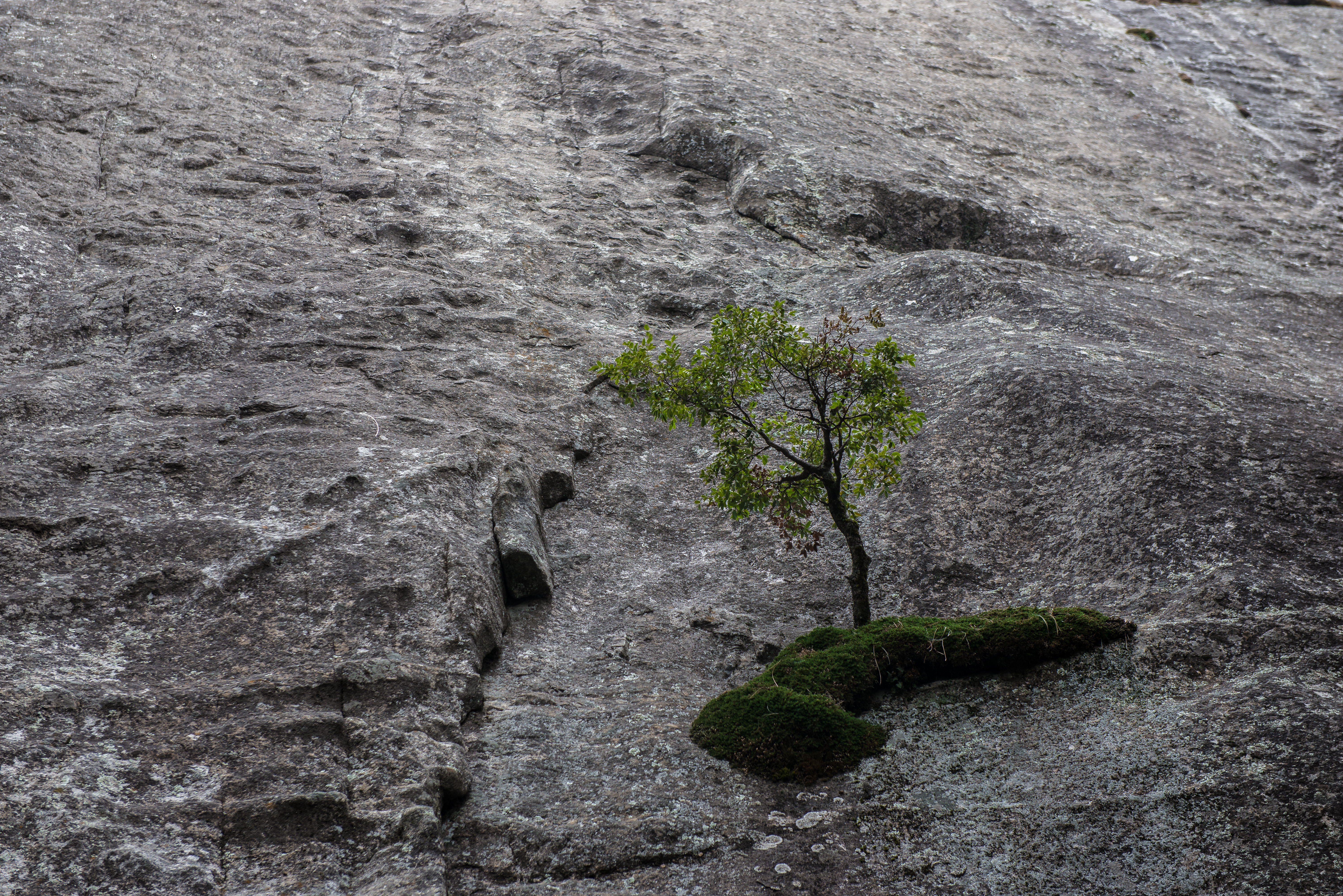 Trees Tuesday Week 2 HM @monotarch.jpeg