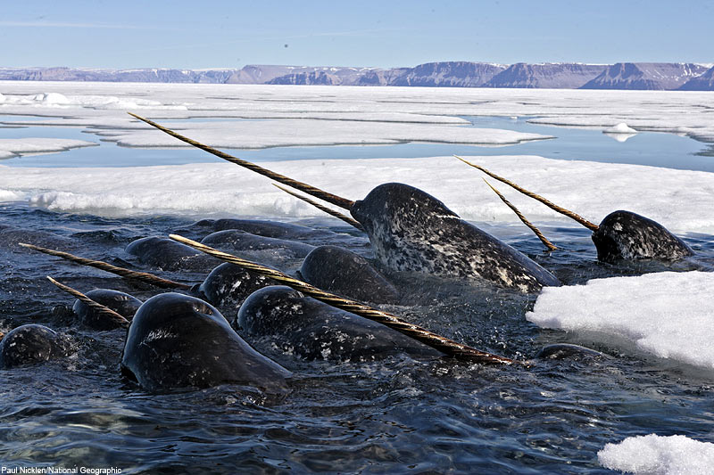 narwhalpod.jpg