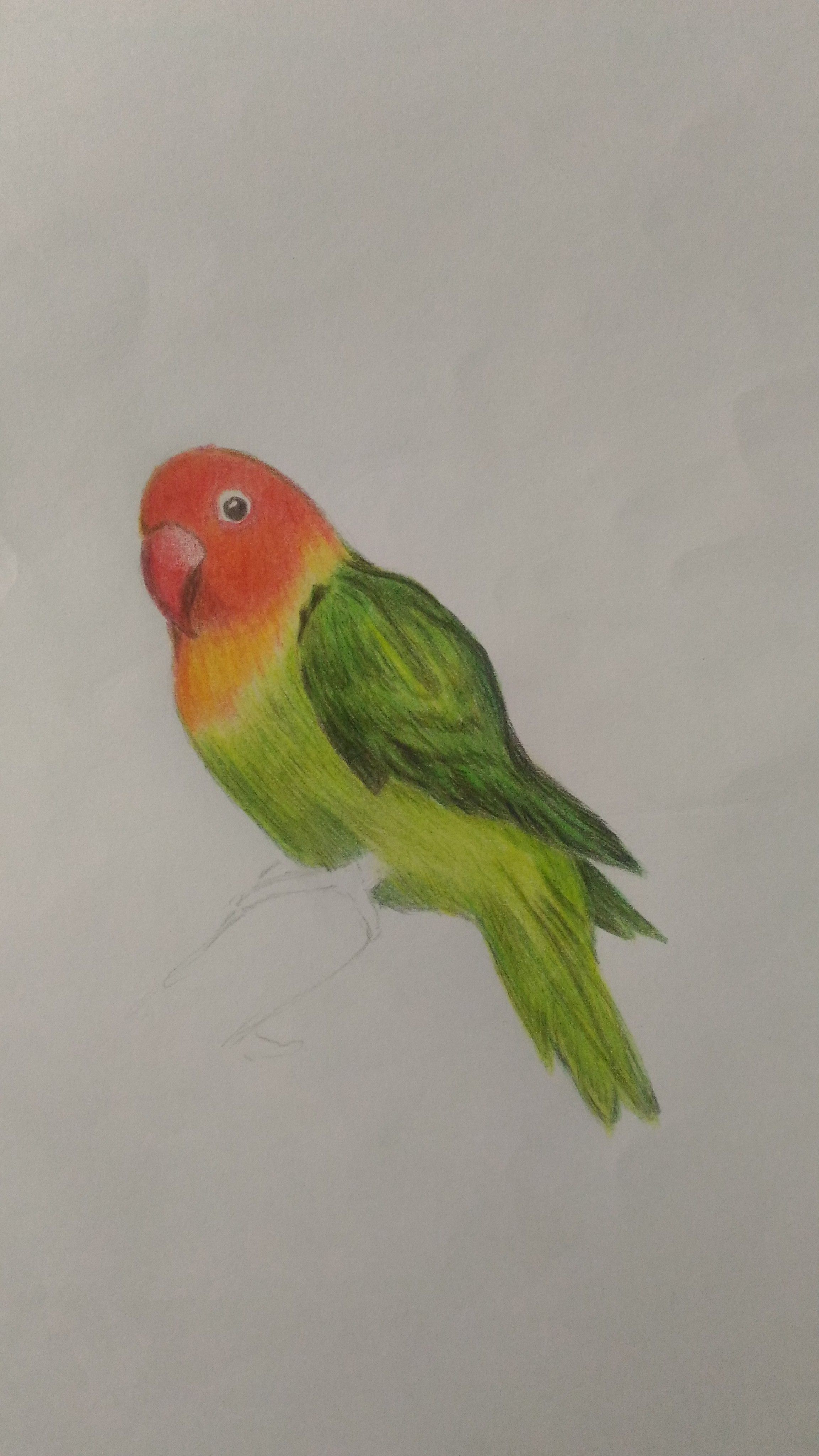 Parrot Drawing in Color Pencils | Bird Drawing | Camlin Color Pencil -  YouTube