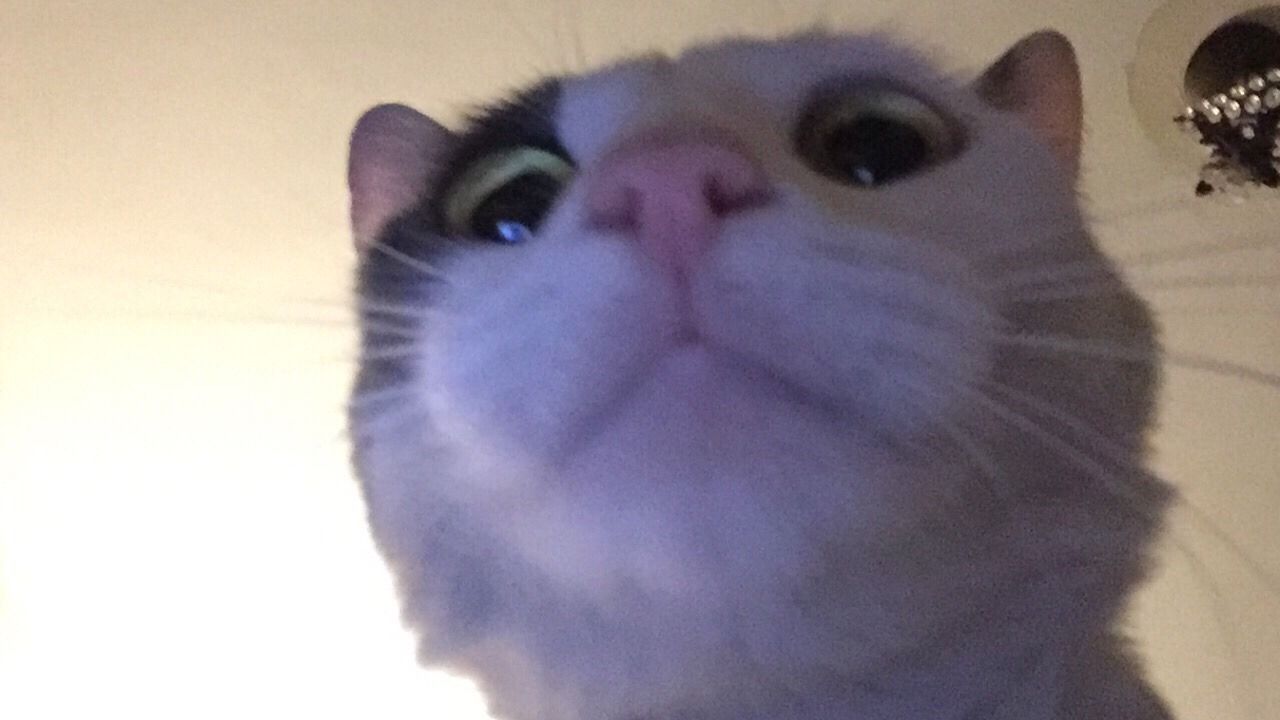 cat.jpg