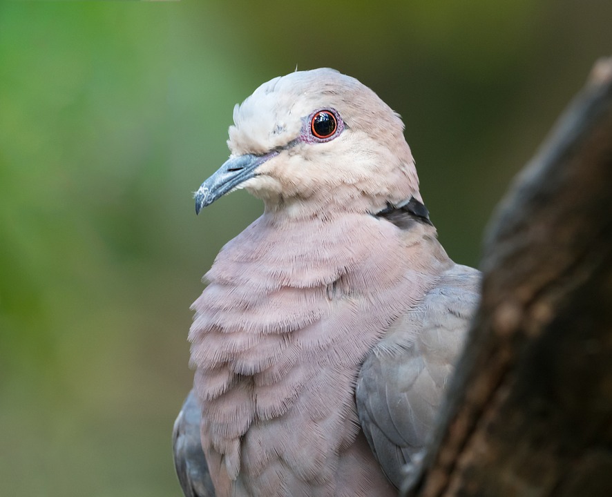red-eyed-dove-portrait-3265484_960_720.jpg