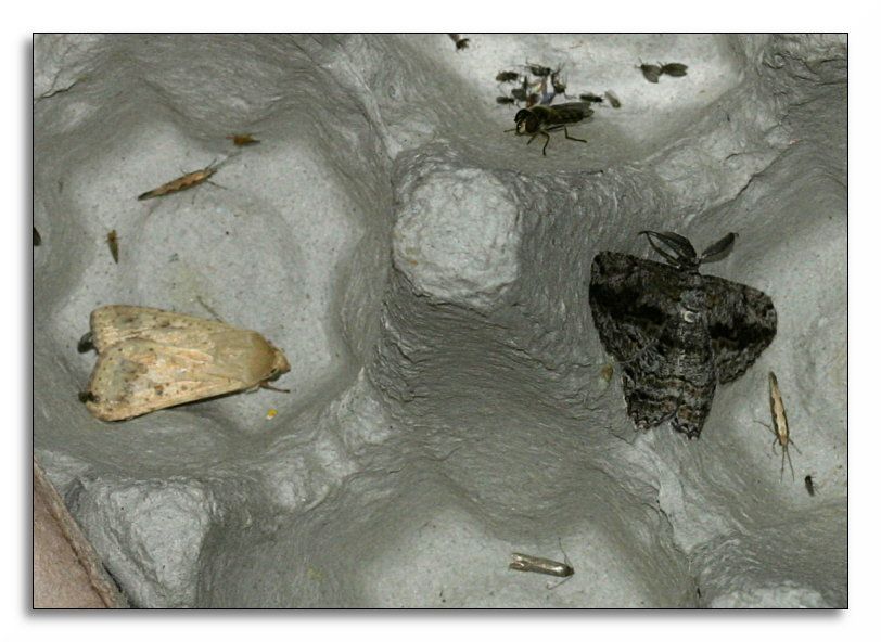 Moth-trapping-backyard.jpg