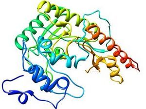 Creatine Kinase.jpg