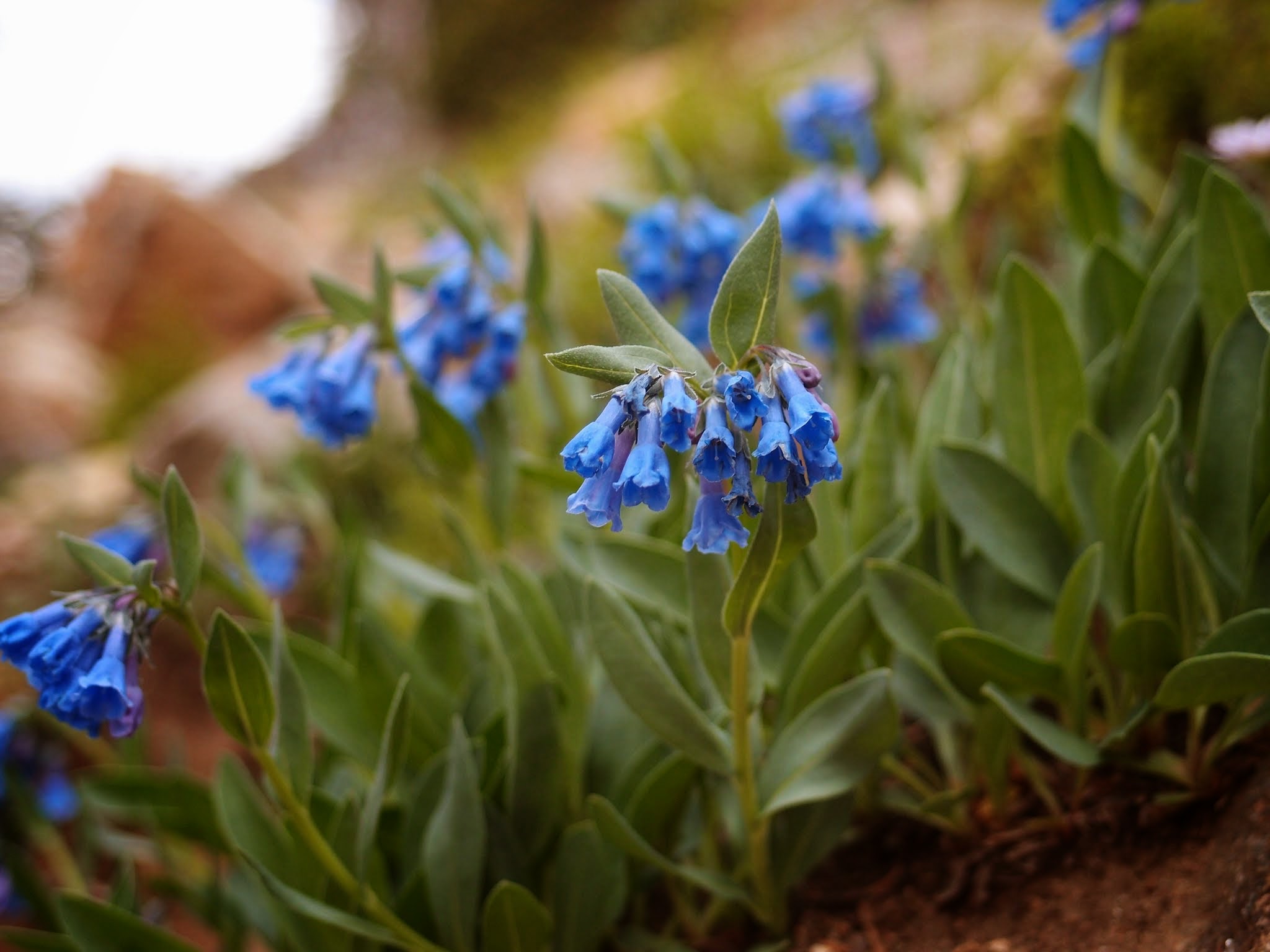 colorado flowers 2.JPG