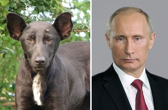 animals-celebrity-lookalike-1.jpg