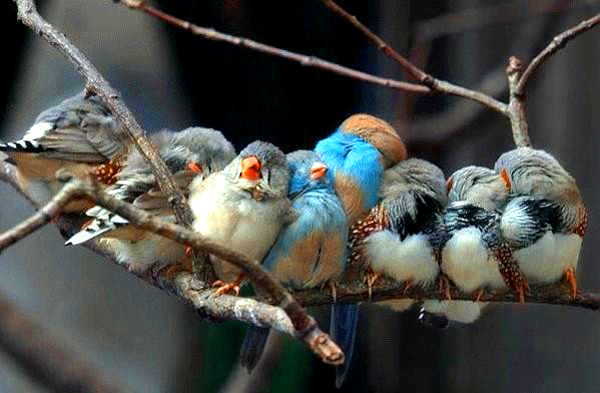 bird-family.jpg