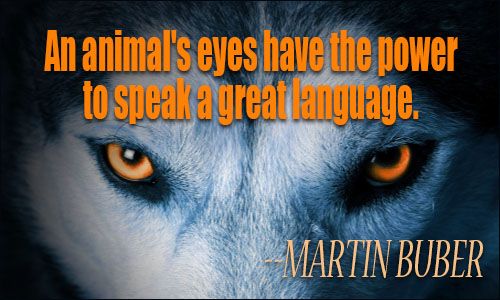 animals_quote_3.jpg