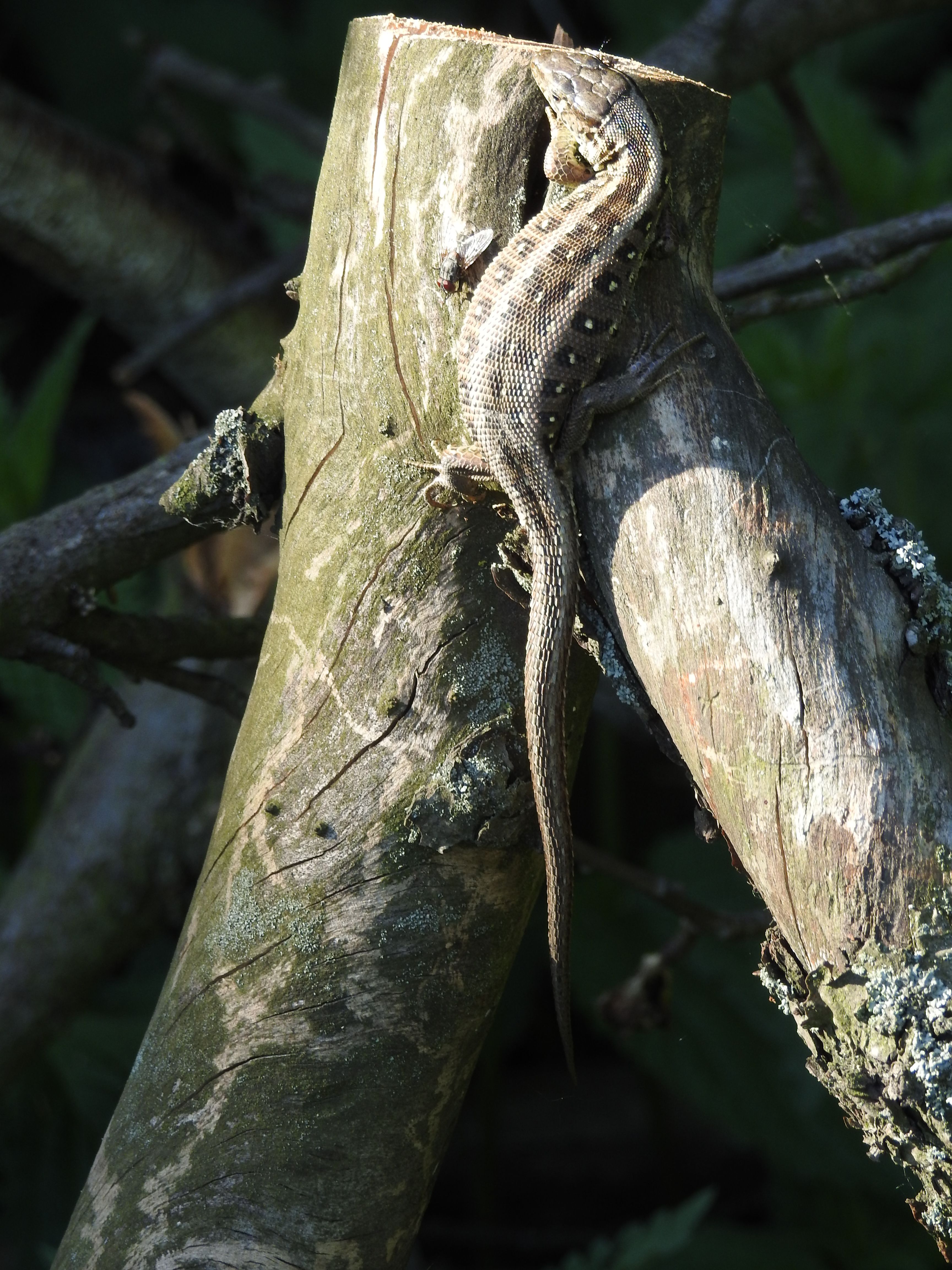 DSCN4966.JPG