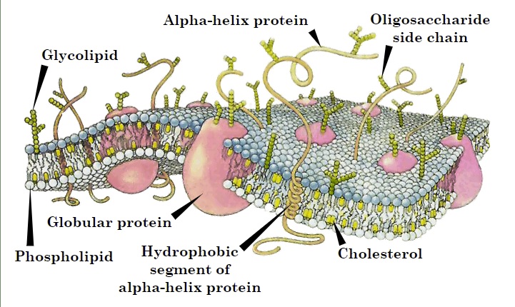 Cell membrane.jpg