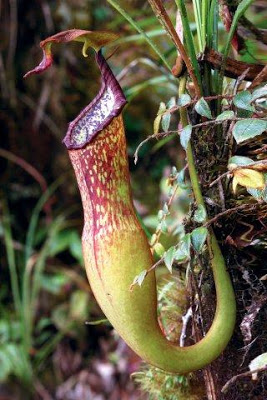 Nepenthes+appendiculata.jpg