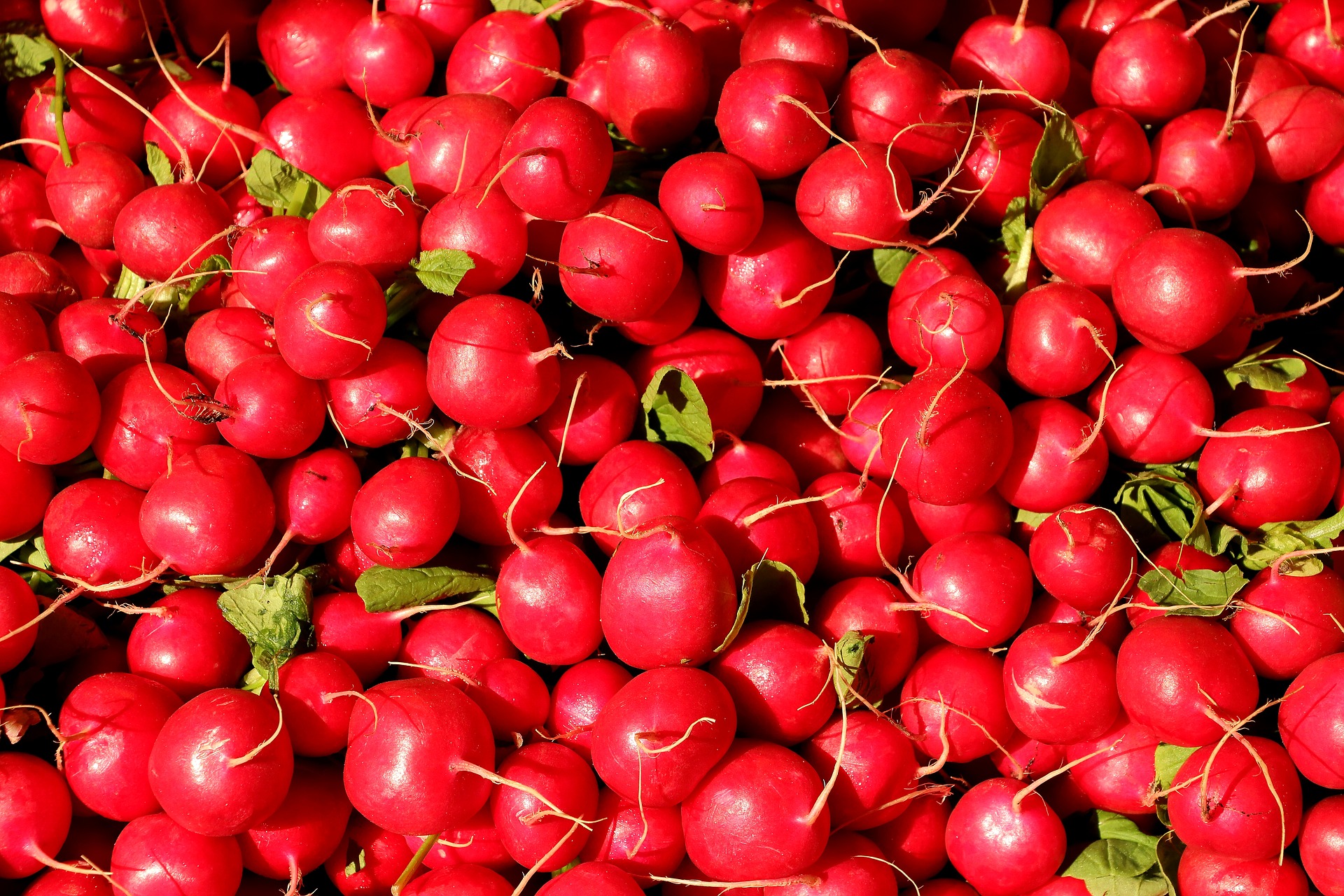 radishes-1623915_1920.jpg