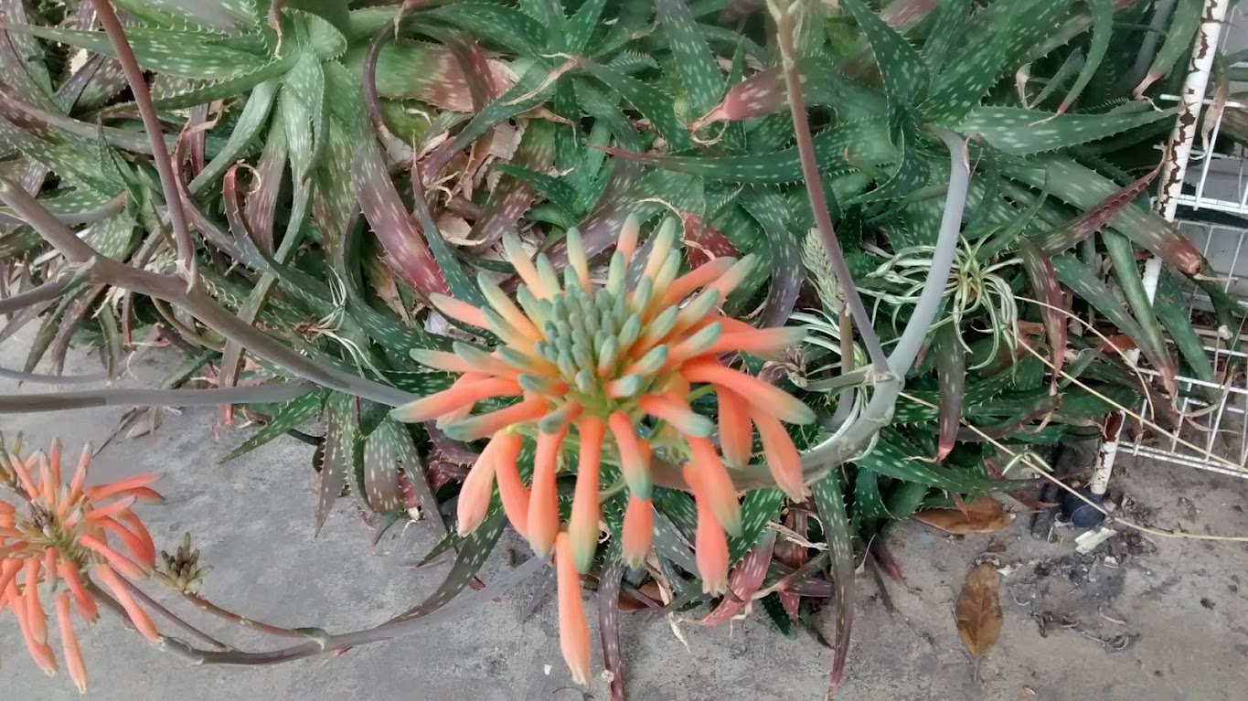 Some Of My Aloe Vera Plants Are Starting To Flower Steemit