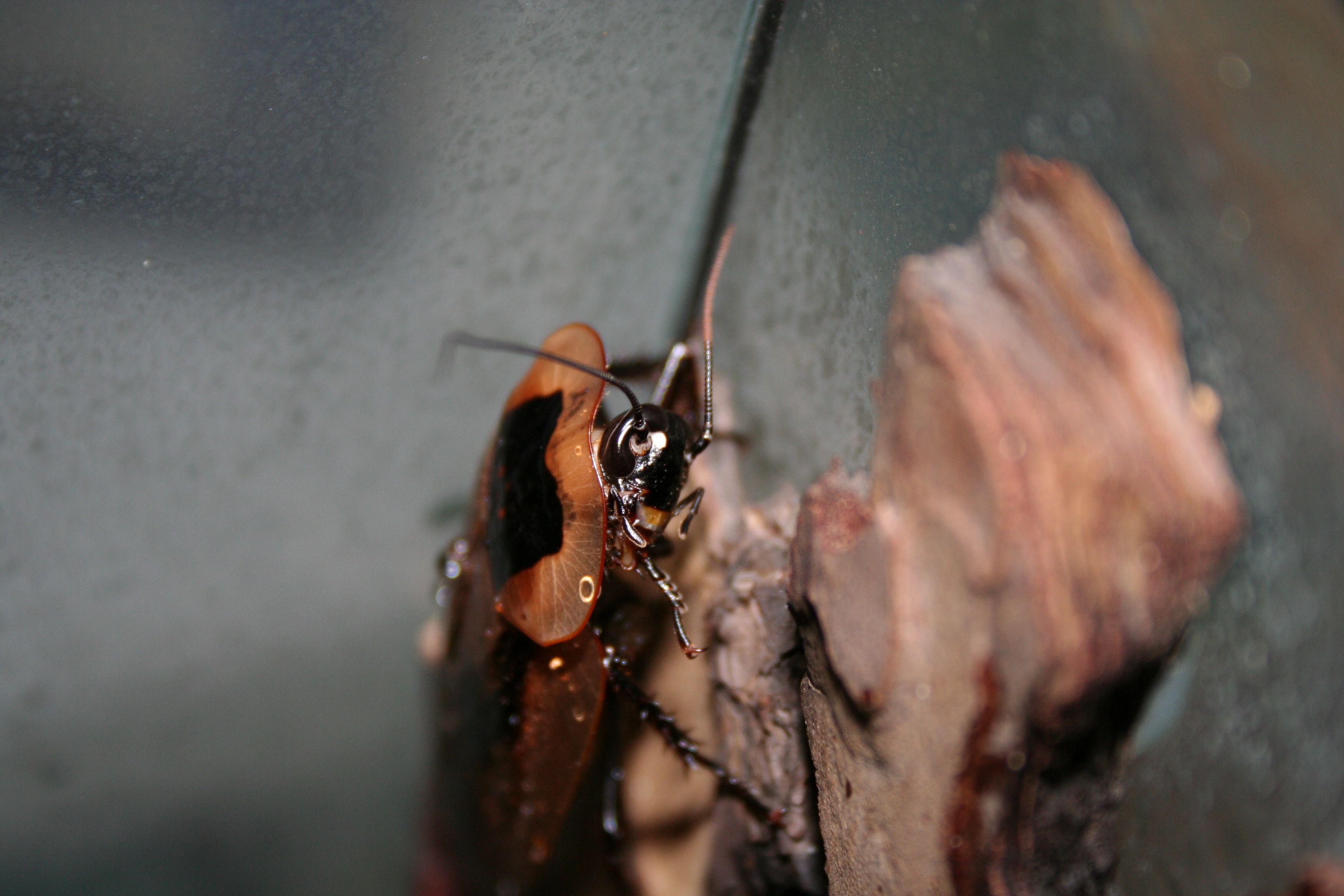 Foto_8 Blaberus sp..JPG