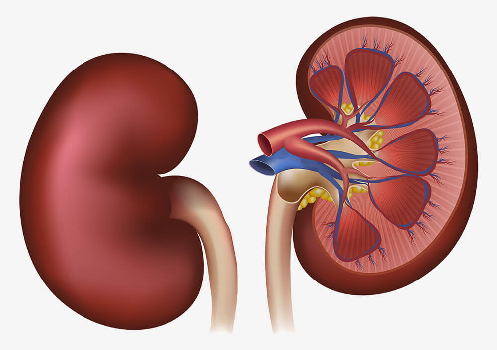 7 Secrets to keep healthy kidneys Steemkr