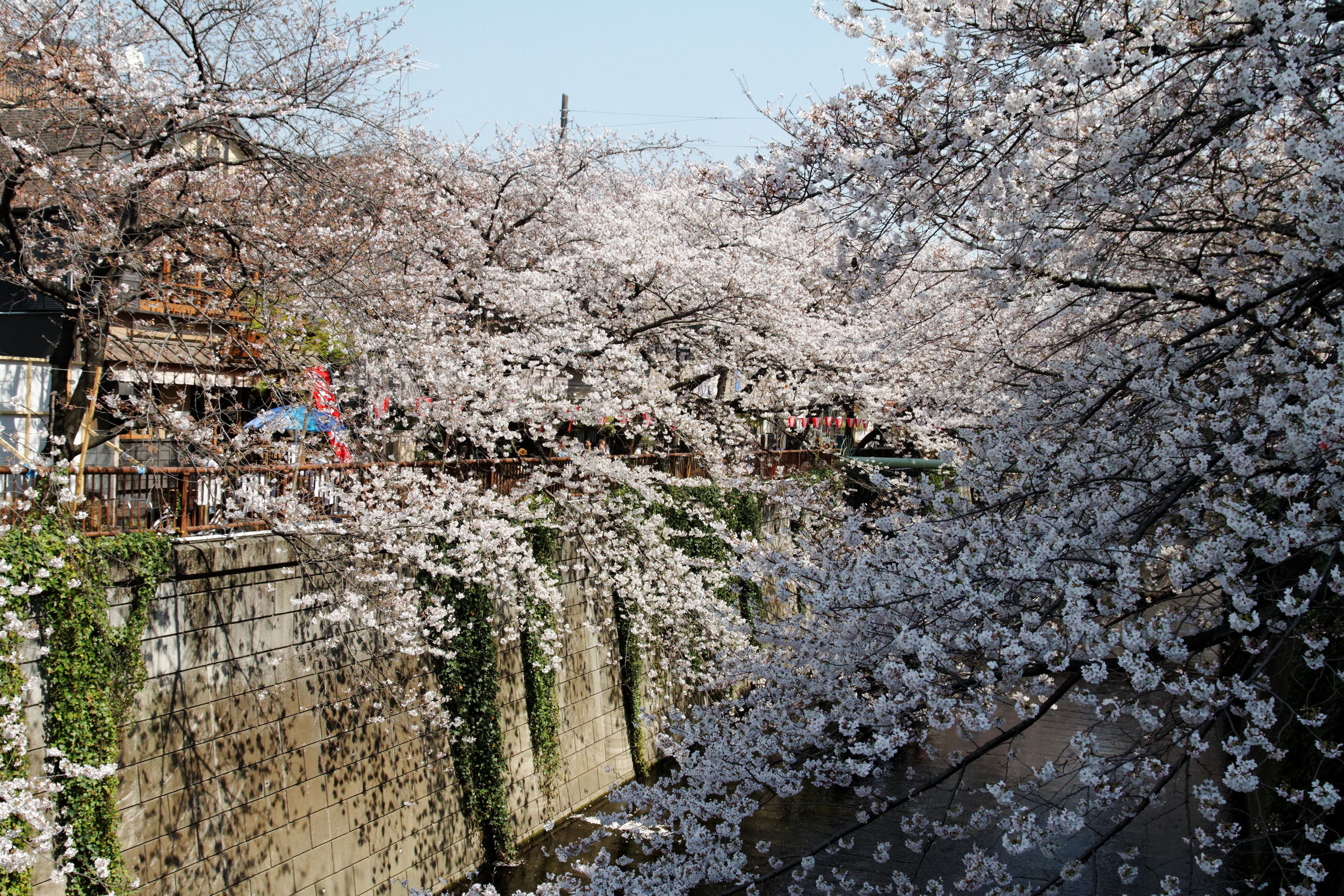 Cherry_trees_by_the_Meguro_river_(5735417313).jpg