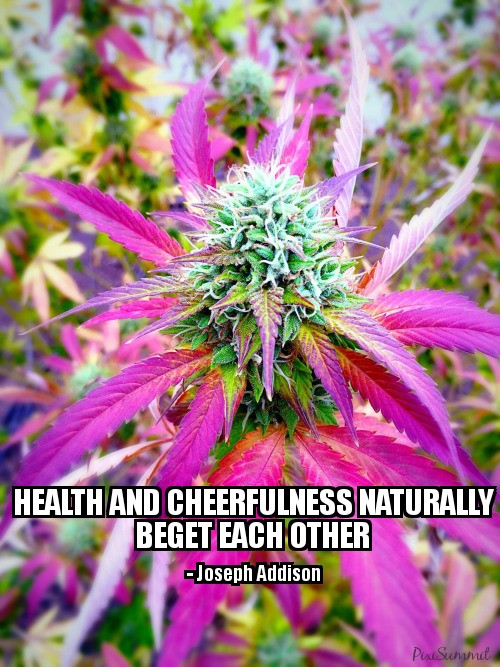 Health and cheerfulness naturally beget each other Joseph Addison ps.jpg
