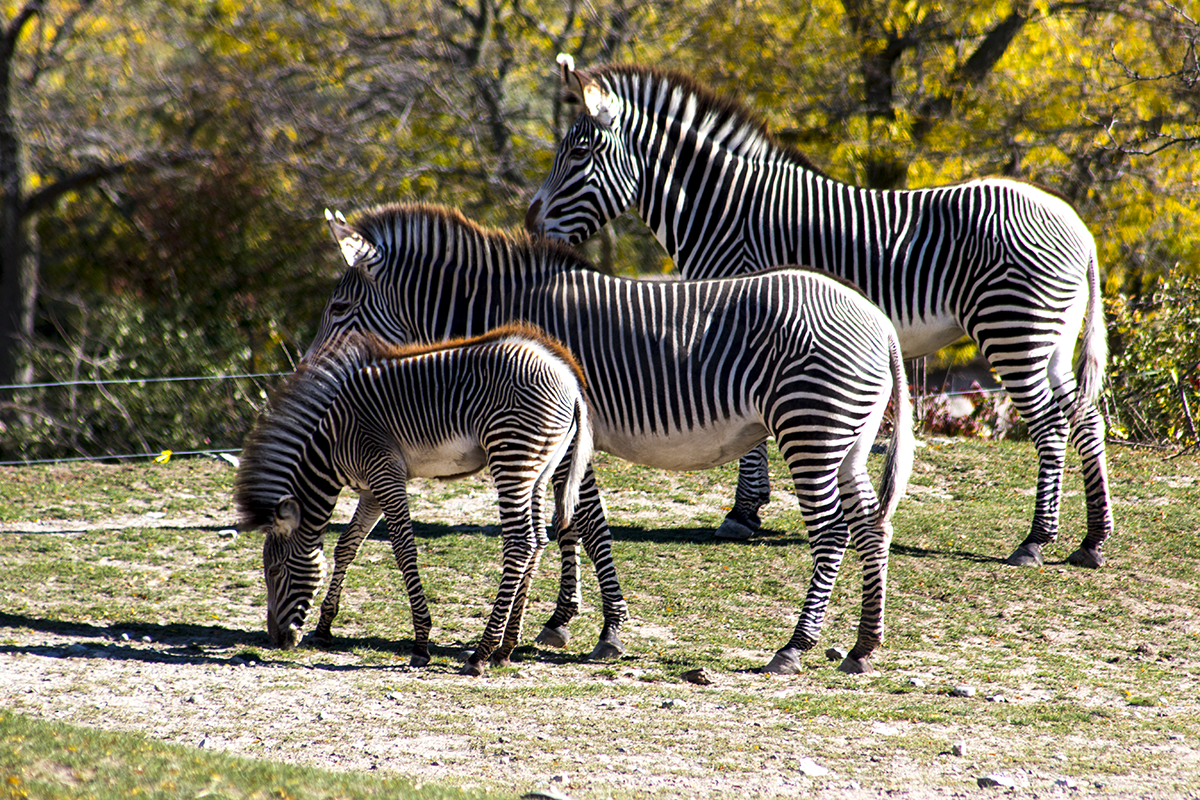 Zebra Family - Black and White Stripes — Steemit