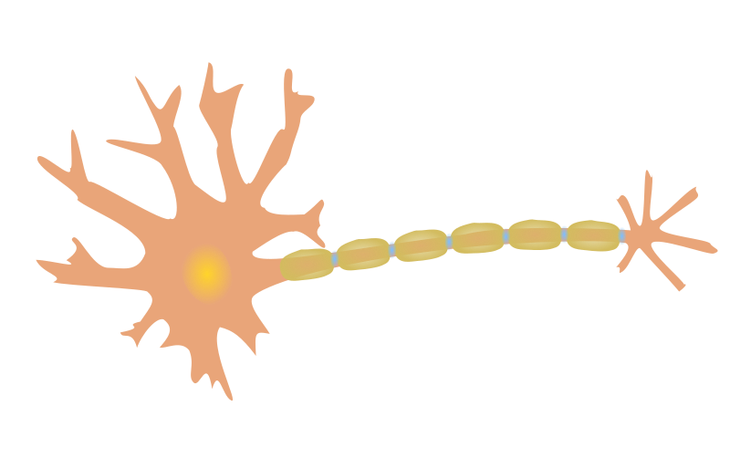 phreed-single-neuron-800px.png