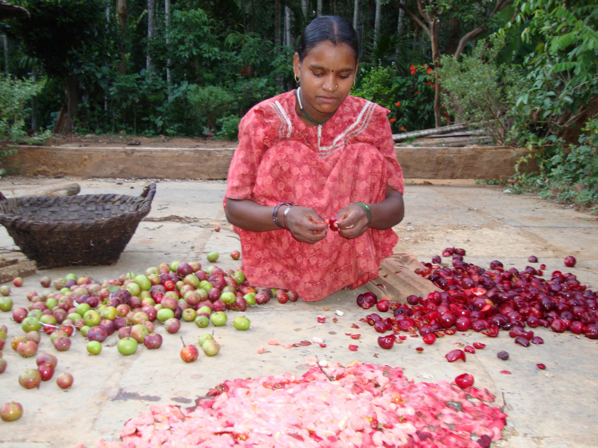 Primary_processing_of_Garcina_indica_fruit.JPG