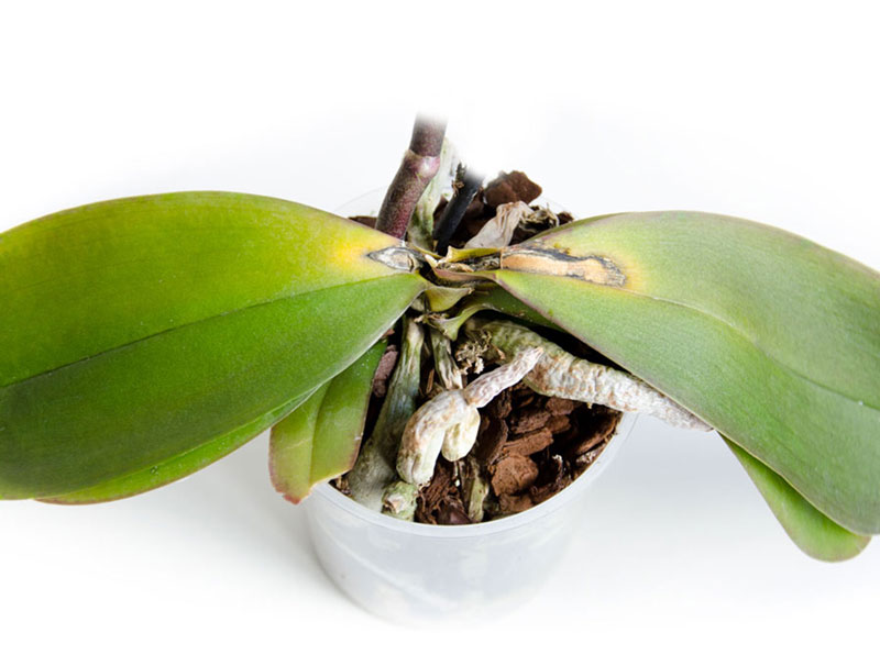 orchid-rotten-crown.jpg