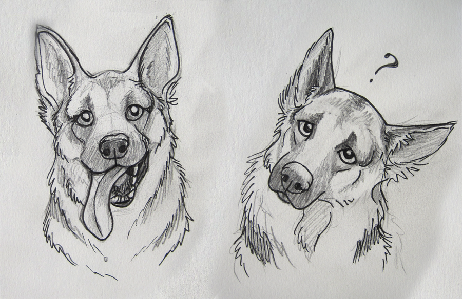 german_shepard_sketches_by_reenama.png