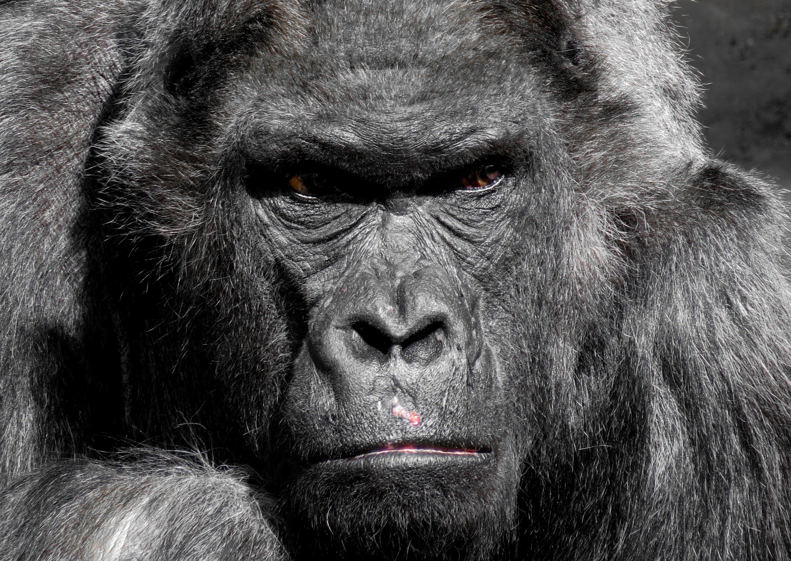 GORILLA.jpg