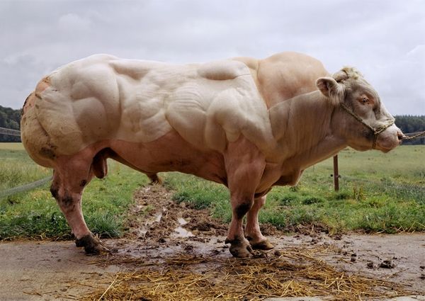 a98841_Super%20cow.jpg