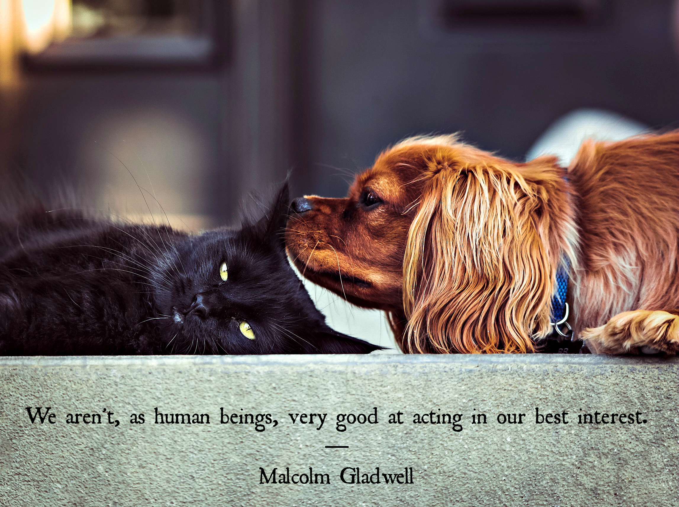Malcolm Gladwell quote 1.jpg
