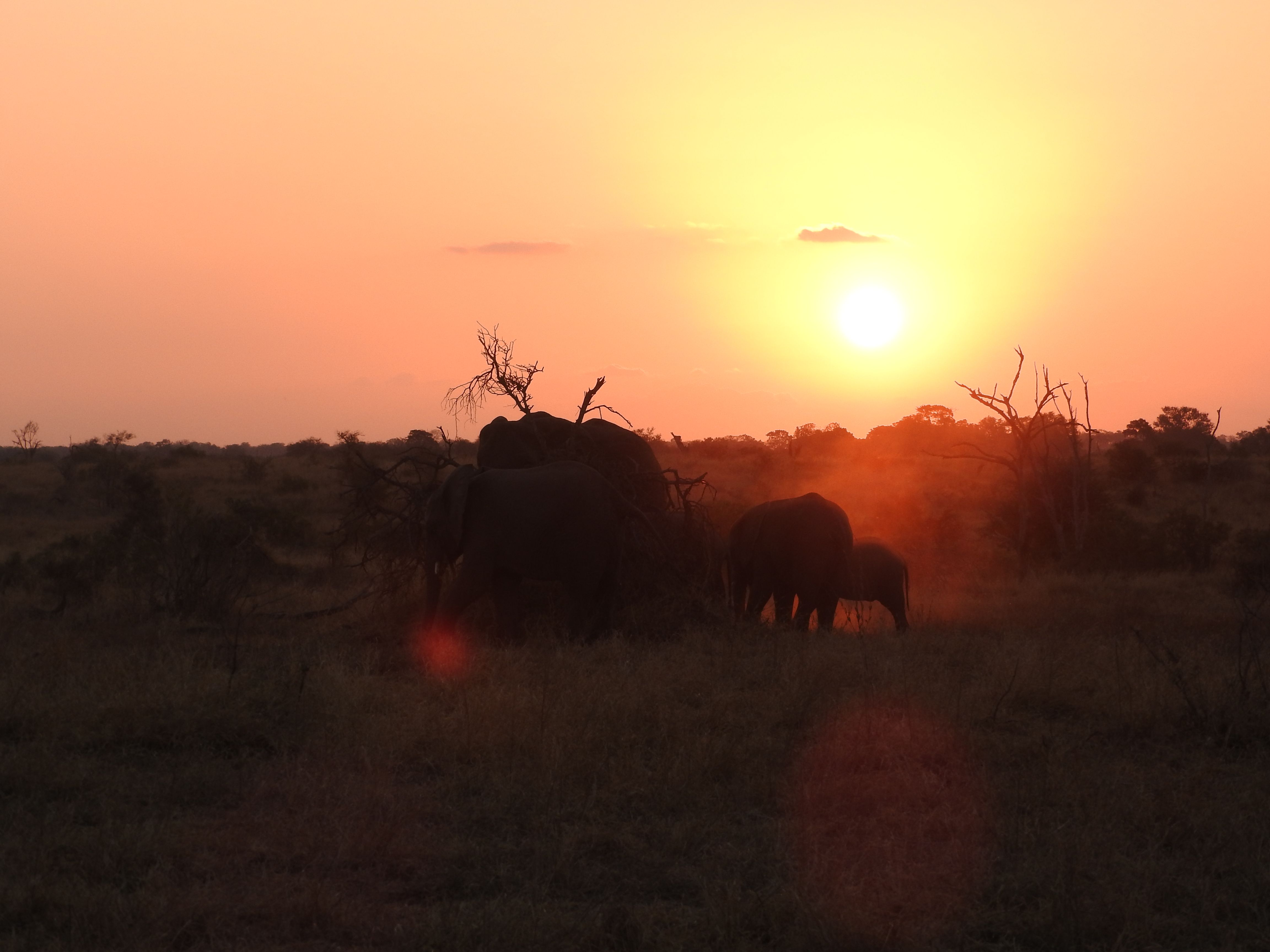 South-African Sunset in the Kruger National Park — Steemit