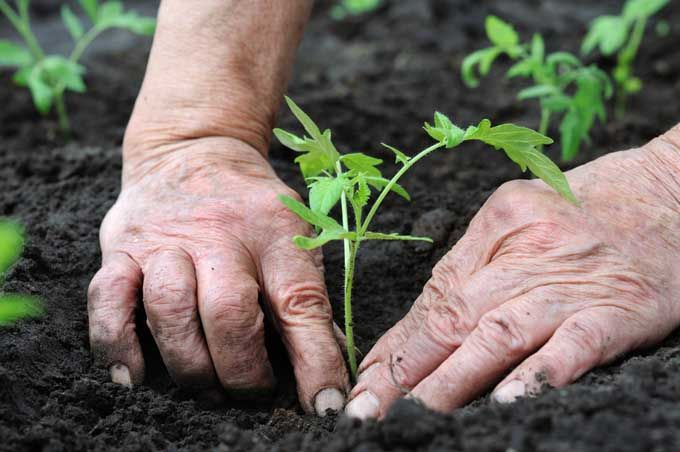 Transplanting-tomato-seedlings.jpg