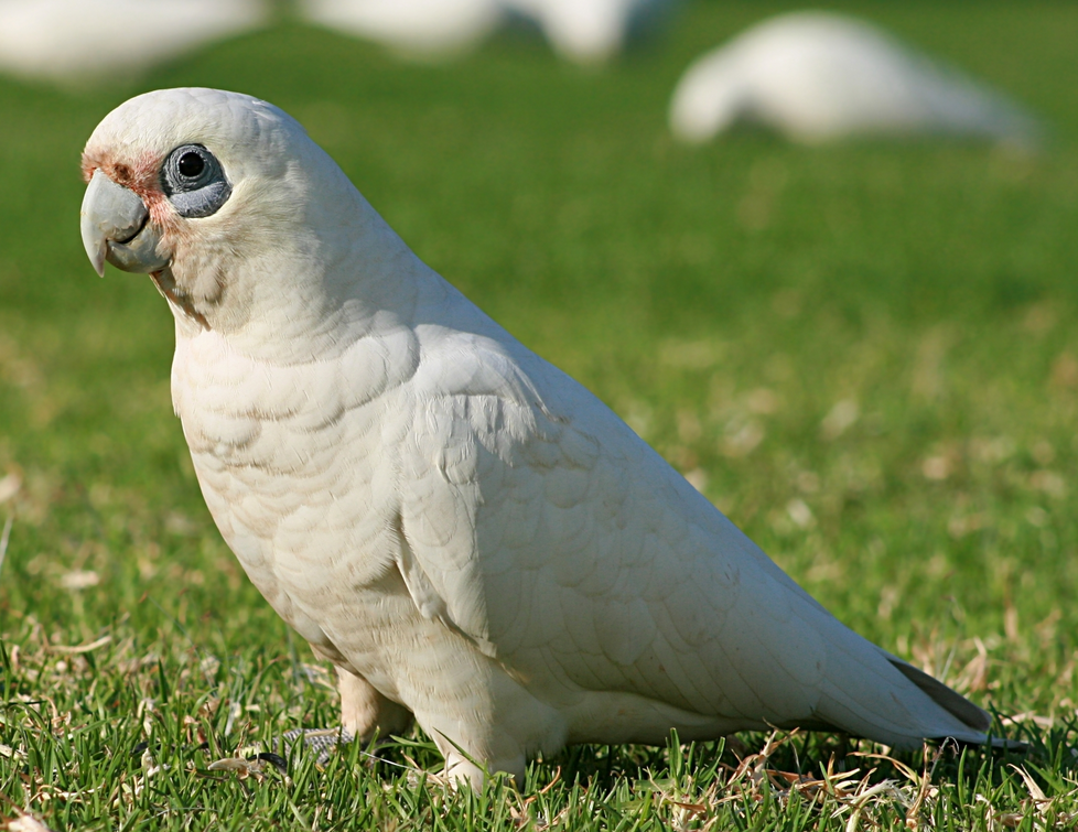 burung-kakak-tua-rawa.png