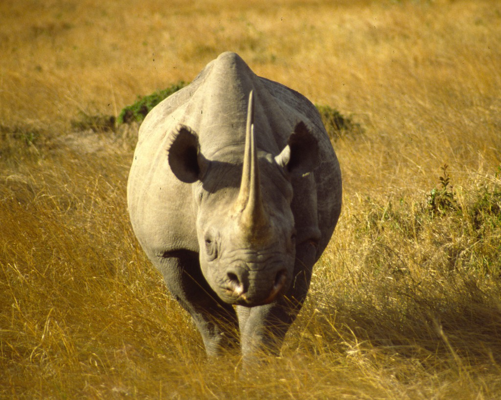 black-rhino1.jpg