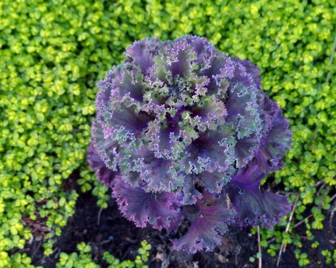 ornamental-kale-in-green-clover.jpg