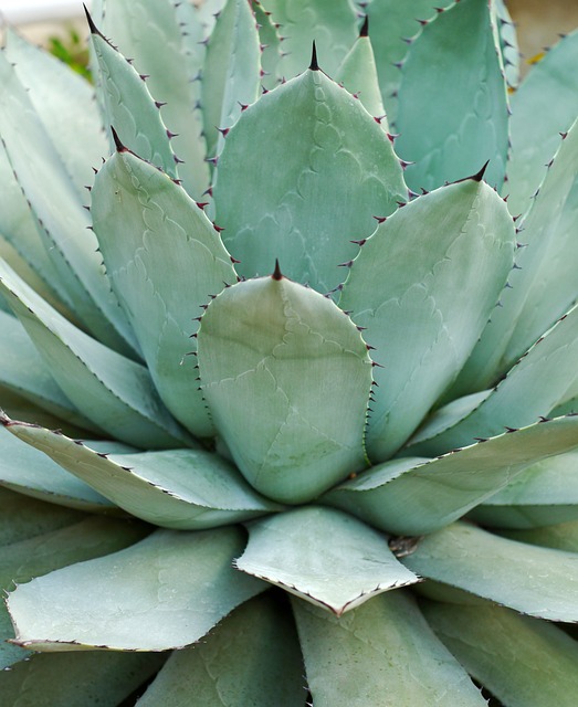 agave-parryi-3011989_640.jpg