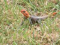 qlow-200px-Agama_Lizard_-_Male.JPG