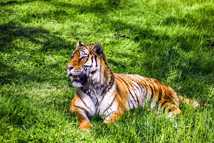 zoo-2490476__480.jpg